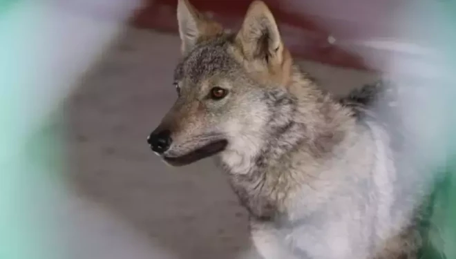 Uzmanından alıkonulan yaban hayvanlarıyla ilgili önemli uyarı!