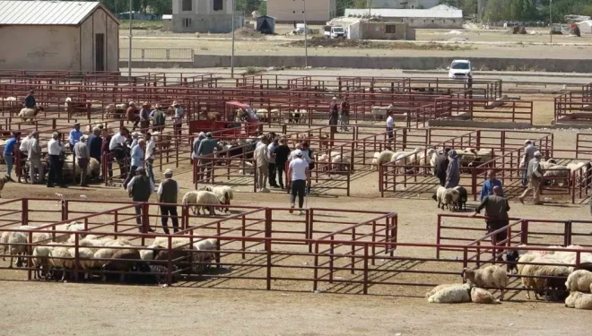 Müdür Şişman'dan "Hayvan Pazarı" açıklaması