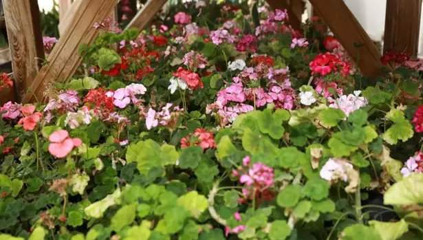 İpekyolu Belediyesi, kent estetiği için seralarda gül fidesi yetiştiriyor