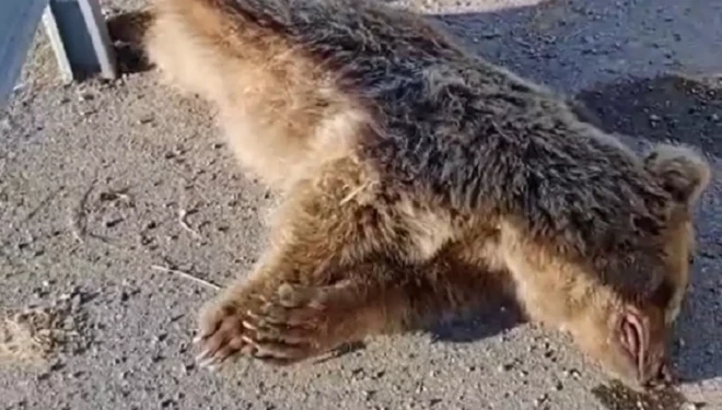 Erciş-Muradiye kara yolunda çarptığı ayı öldü!