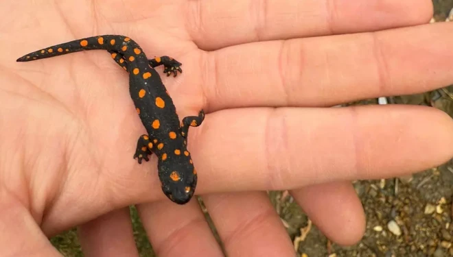 Van’da nadir rastlanan benekli semender görüldü