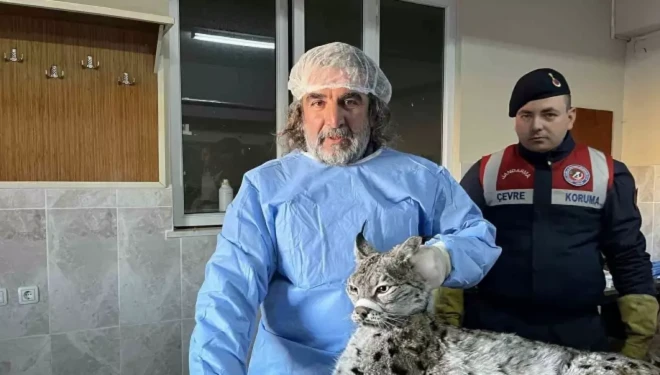 Van’da bitkin halde bulunan vaşak tedavi altına alındı