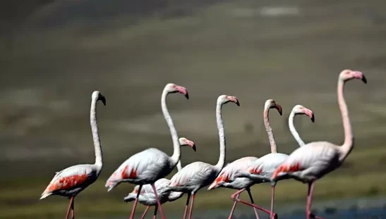 Flamingolar, Van Gölü Havzası'ndan kışın da ayrılmadı