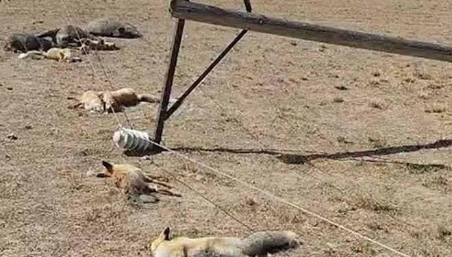 Düşen enerji hattı tehlike saçtı: Onlarca hayvan öldü