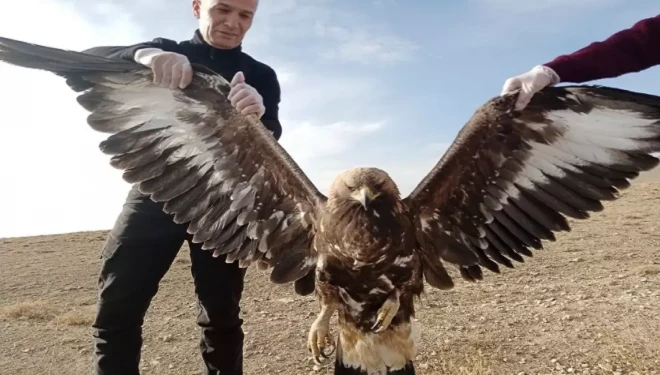 Van'da yaralı olarak bulunan kartal tedaviye alındı