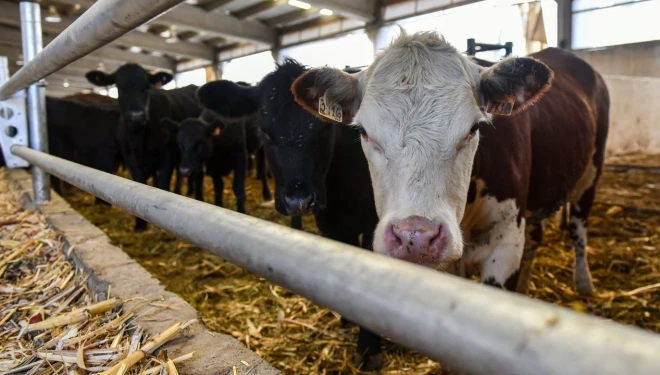 Van’a dev yatırım: Tam tamına 300 milyon