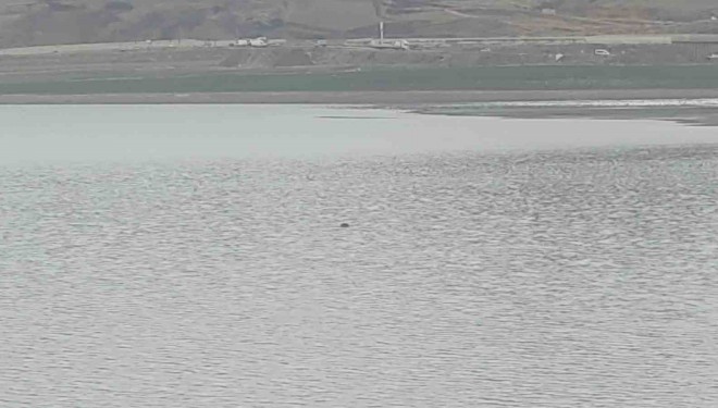 Sıhke Göleti’ne giren inek telef oldu