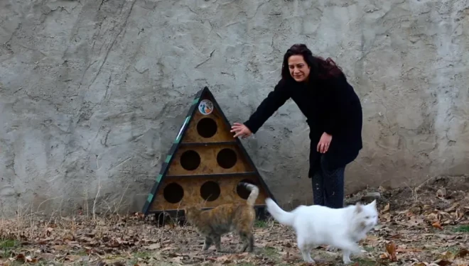 Tuşba Belediyesi’nden sokak kedileri için kış önlemi