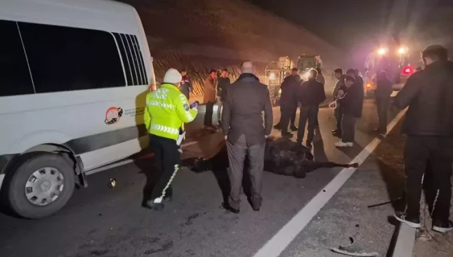 Milyonluk yarış tayları çiftlikten kaçtı; 8'i öldü, bazıları kayıp