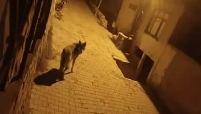 Başkale’de aç kalan kurtlar ilçeye indi