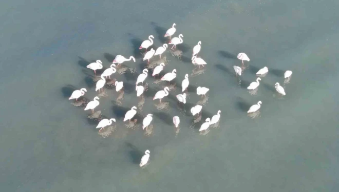 Flamingolar bu yıl da