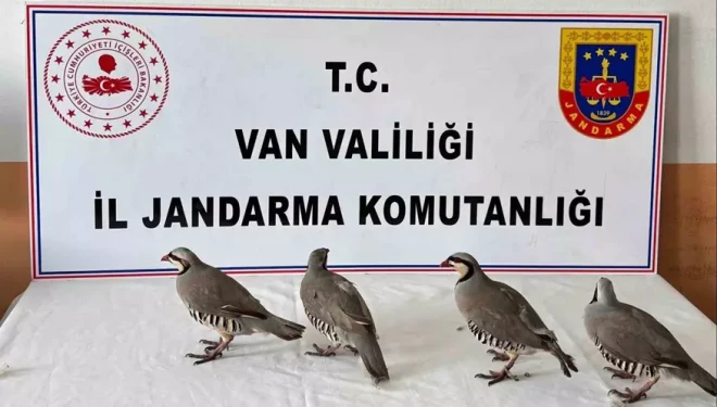 Van’da 4 keklik ele geçirildi