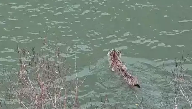 Nesli tehlike altında olan vaşak