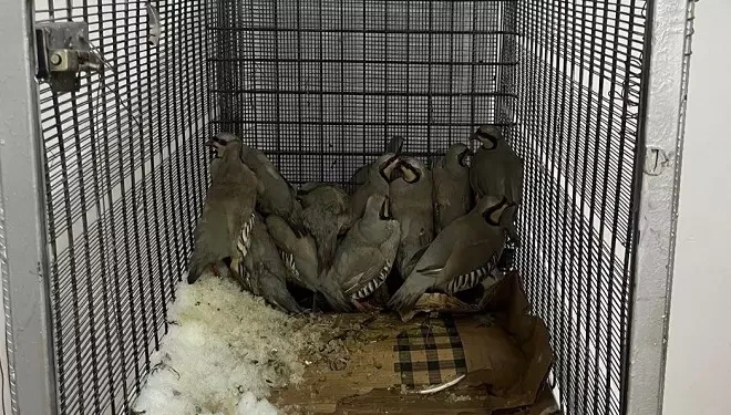 Van’da keklik avına 75 bin 303 TL idari para cezası