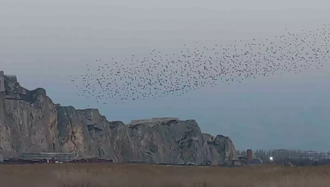 Gökyüzünde dans: Van Kalesi’nde sığırcık şöleni