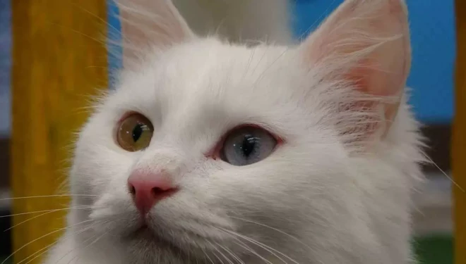 Van kedileri yılda üç kez