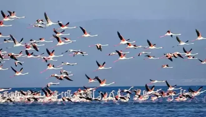 Flamingoların konaklandığı