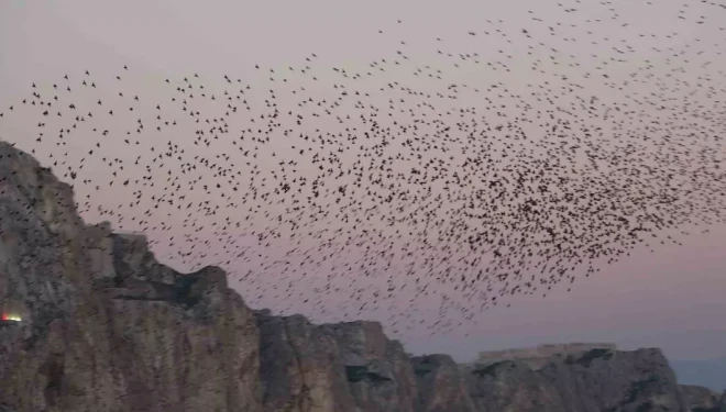 Van Kalesi’nde eşsiz bir gösteri: Sığırcık kuşları havada dans etti