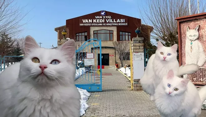 Van Kedi Villası'nın