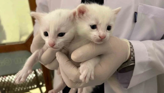 2026 yılının ilk Van kedisi yavruları doğdu