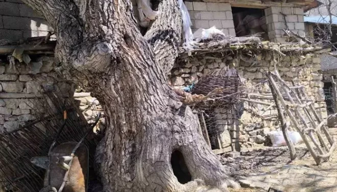 Çatak’ta ceviz ağacı ahırın üzerine devrildi