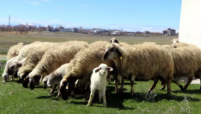Van'da koruma altındaki Norduz koyunu