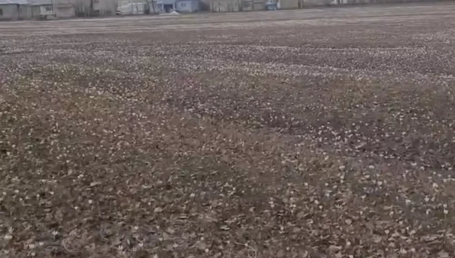 Özalp’te baharın müjdecisi çiğdemler açtı