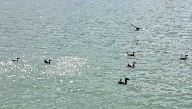 Dikkuyruk kuşu, Van Gölü'nde görüntülendi
