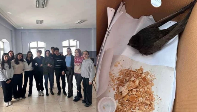 Van'da öğrencilerin bulduğu ebabil kuşu, koruma altına alındı