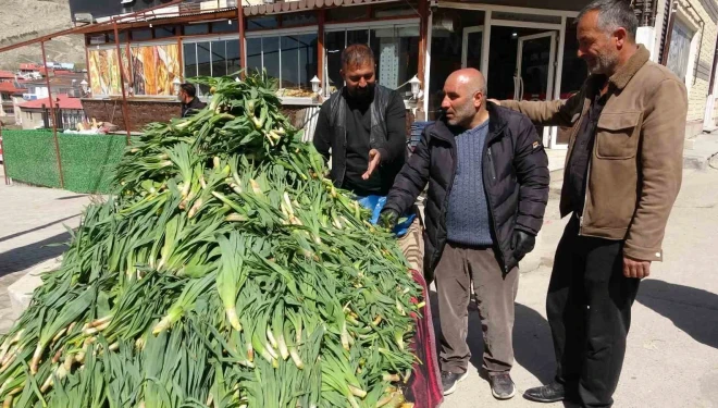 Van’da şifa kaynağı ‘çiriş otu’