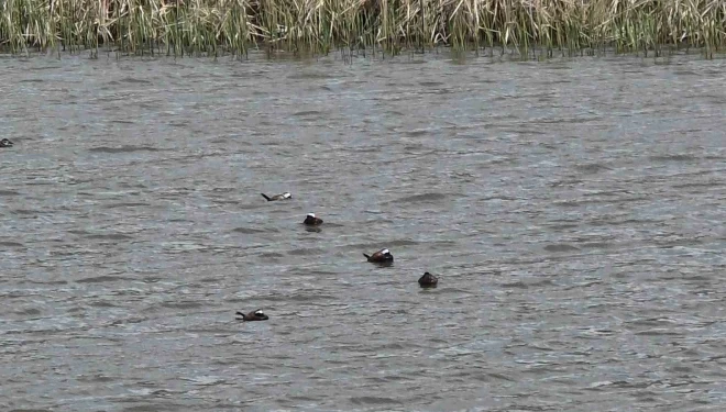 Van Gölü havzasında ’Mavi Gaga’ heyecanı