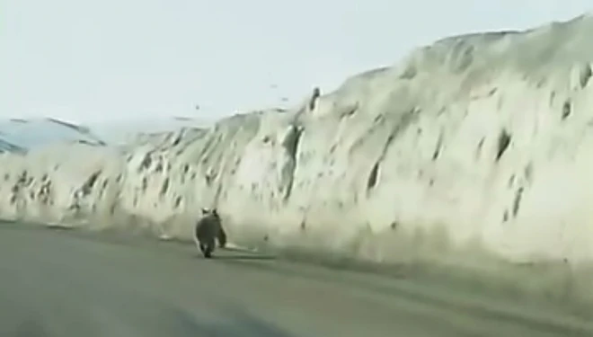 Van’da kara yoluna inen ayı kameraya yansıdı