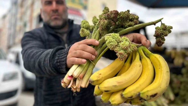 Yayla muzu uçkun tezgaha çıktı