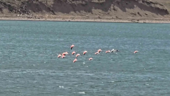 Van Gölü havzasının zarif misafirleri: Allı turnalar Erçek Gölü’ne gelmeye başladı