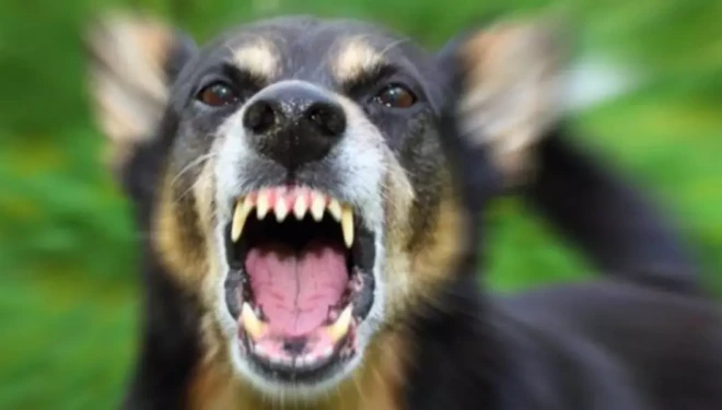 Van’da sokak köpeklerinin saldırdığı çocuk hayatını kaybetti