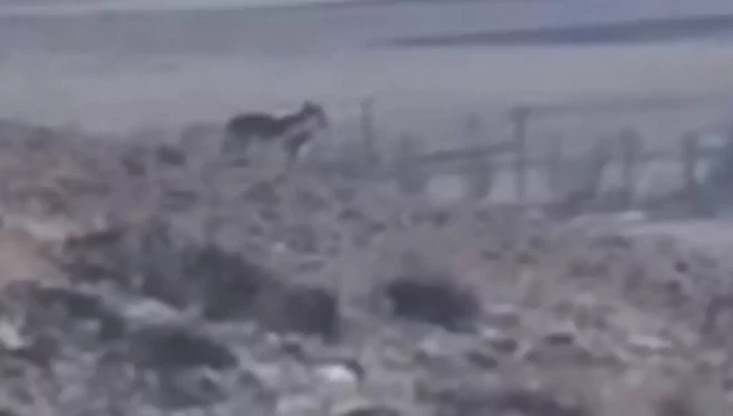 Özalp’te sürüye saldırmak için