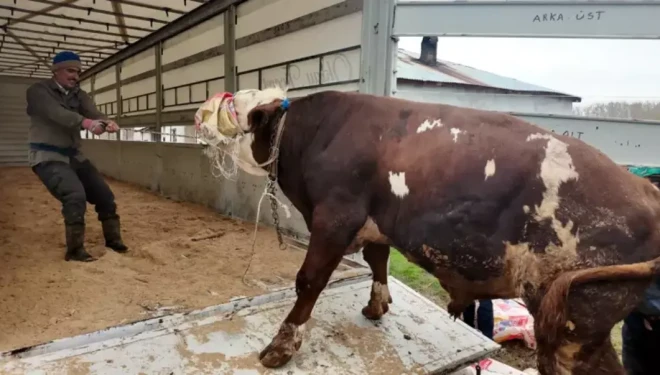 Erciş'te kurbanlık sevkiyatı batı illerine başladı