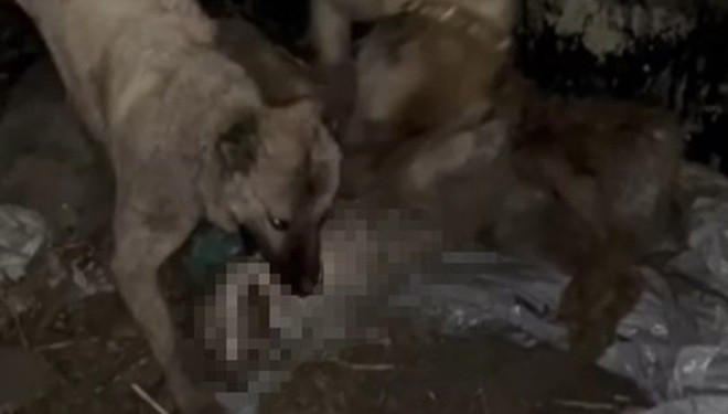 Ahıra girmeye çalışan kurdu kangallar telef etti