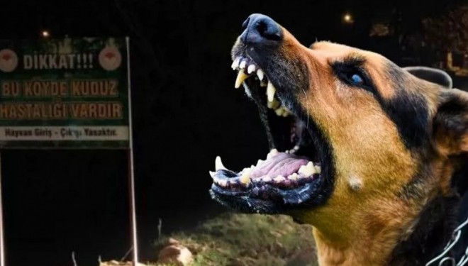 Van’daki köpek dehşetinde