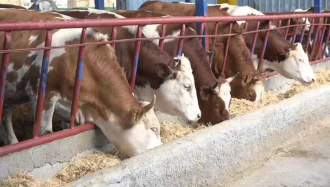 Van’da kurbanlık fiyatları ne kadar?