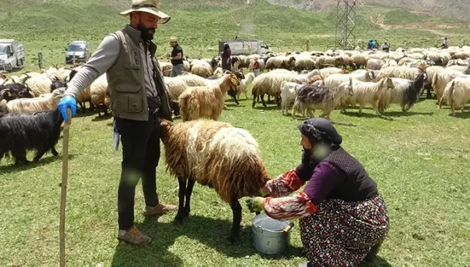 Yüksekova'da berivanların