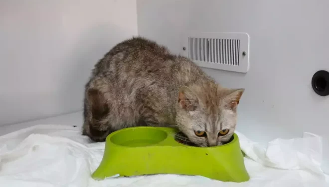 VBB kedi evini hizmete açtı