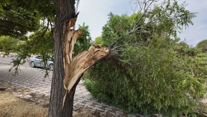 Erciş’te fırtına ağaçları