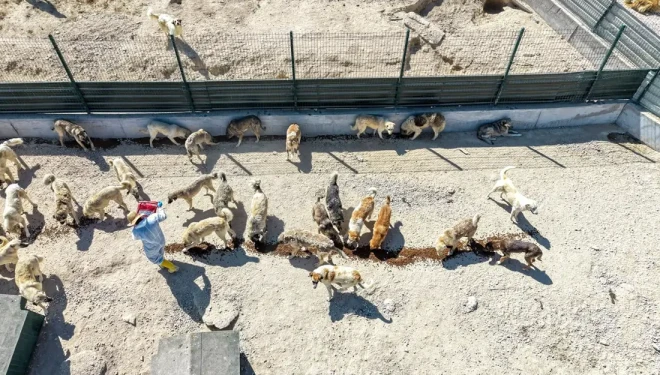VBB ilçelere doğal yaşam alanları kazandırıyor