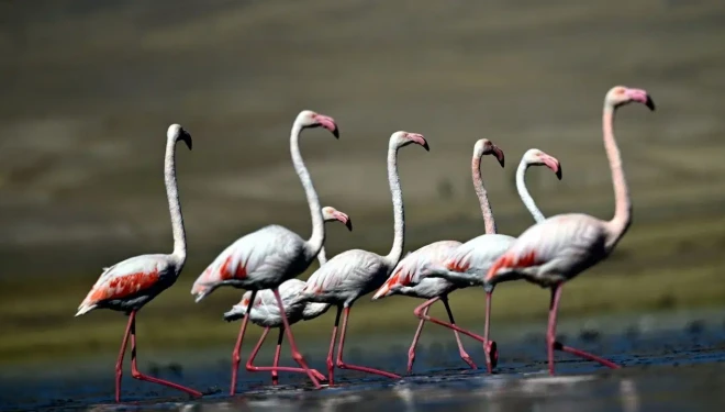Van'da flamingolar, göç öncesi Erçek Gölü'nde güç topluyor