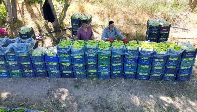 86 yaşındaki adam yetiştirdiği biberlerle