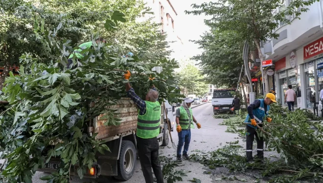 Büyükşehirden ağaçlara bakım ve budama