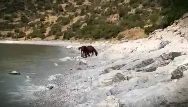 Van kırsalında yılkı atları görüntülendi
