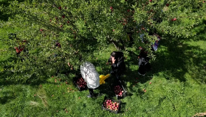 Hevpar Kadın Kooperatifi ilk hasadını gerçekleştirdi