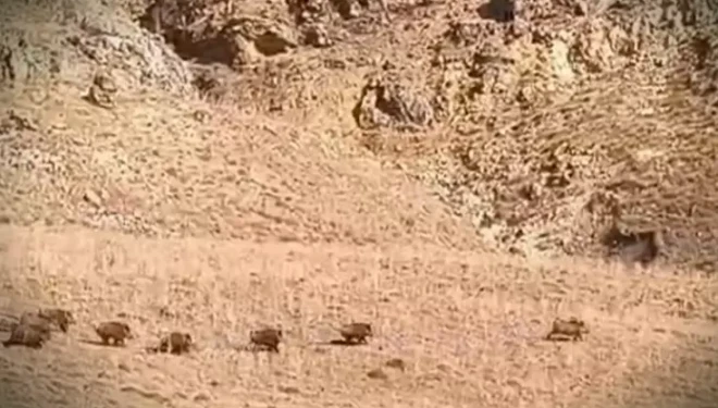 Van’da domuz sürüsü görüntülendi